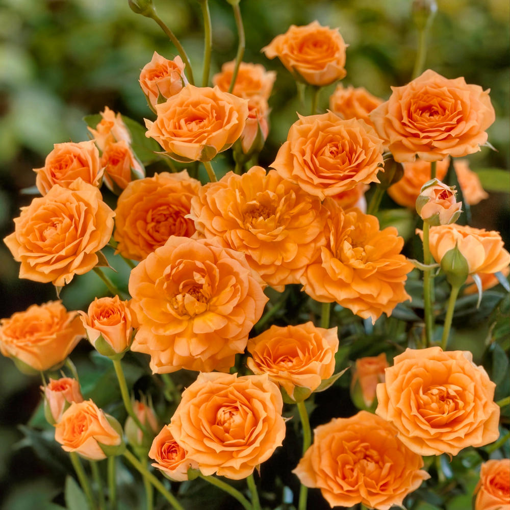 Mini Rose Collection - 2.5" Pot