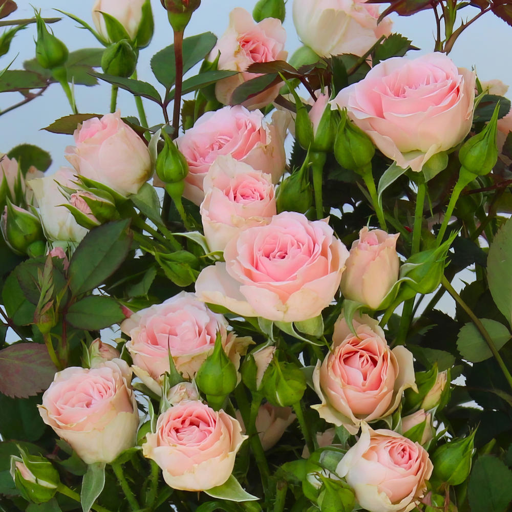 Mini Rose Collection - 2.5" Pot