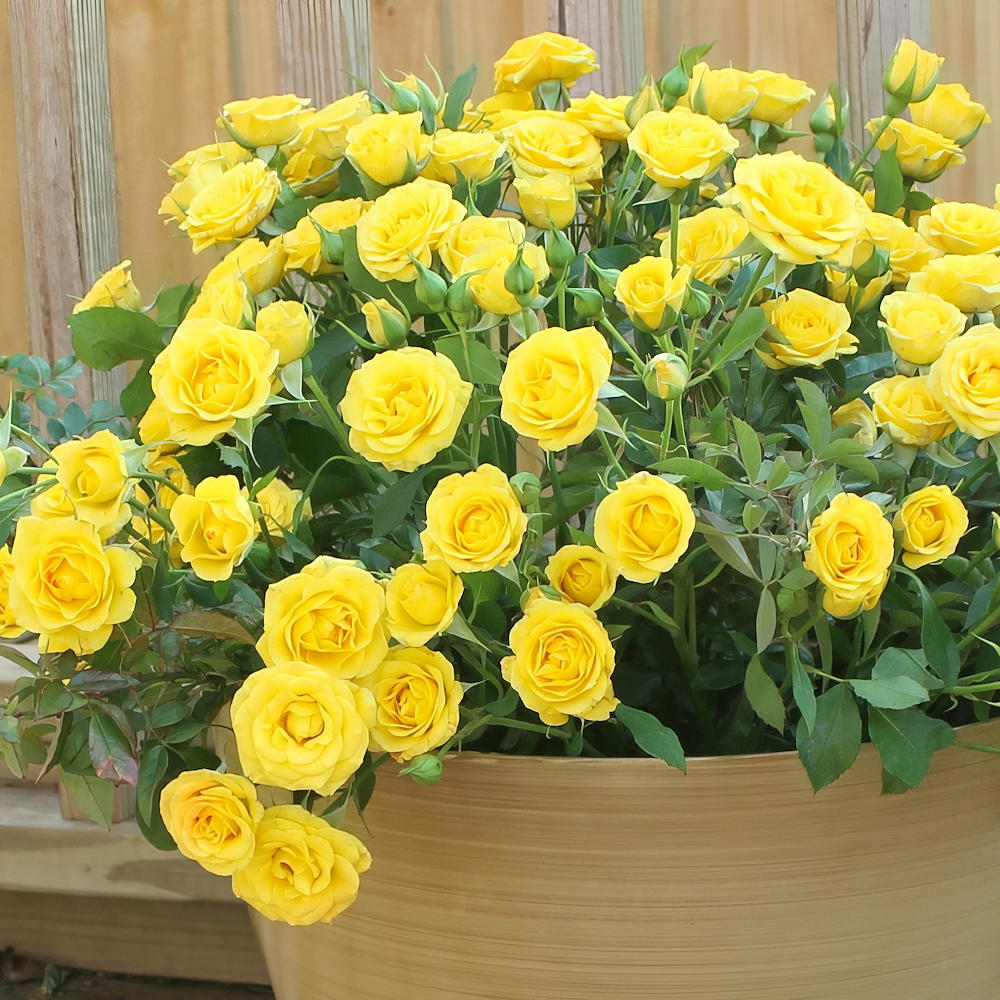 Mini Rose Collection - 2.5" Pot