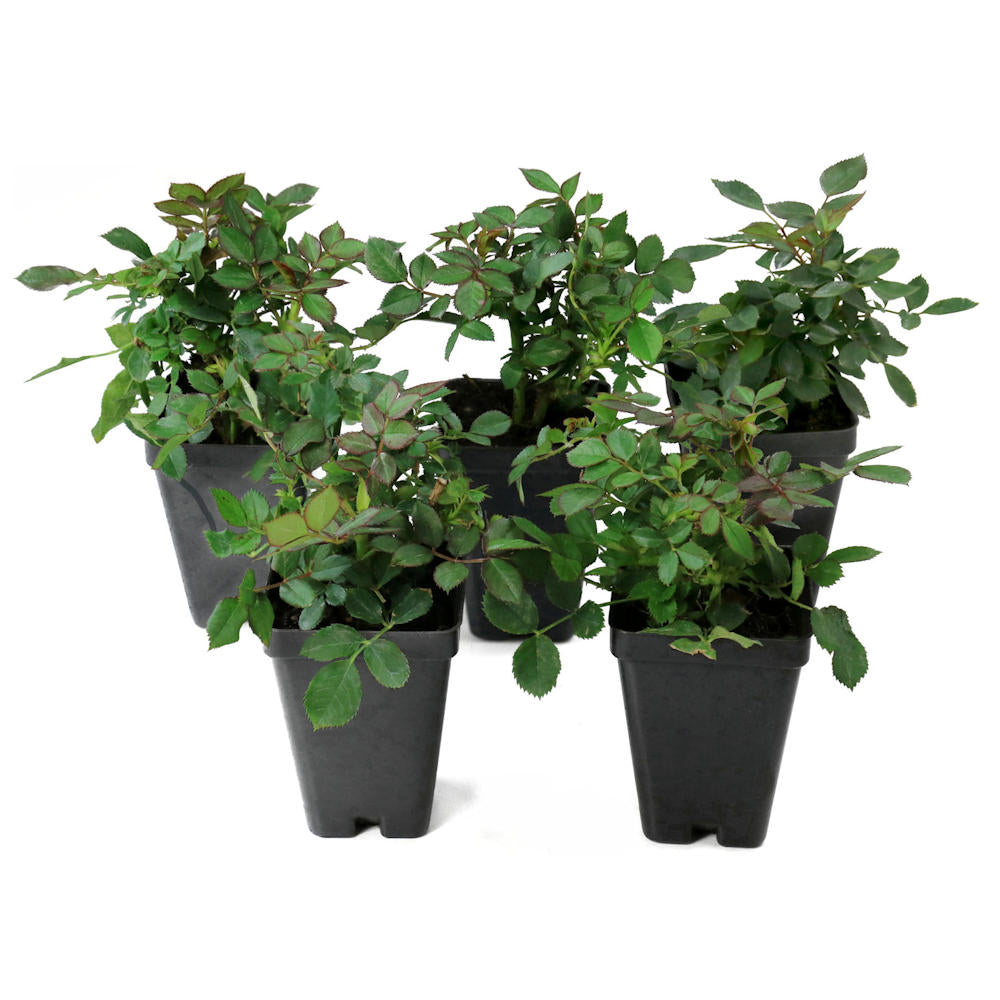 Miniature Rose Collection - 2.5" Pot