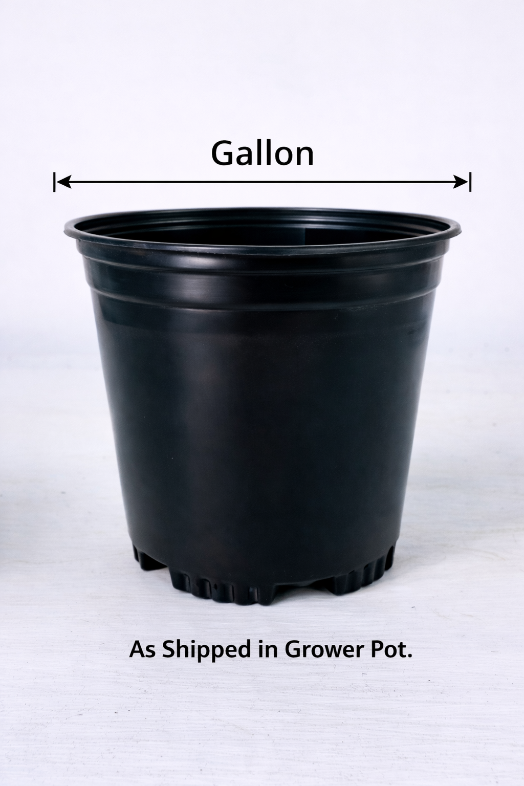 Vaccinium 'Midnight Cascade' Blueberry - 1 Gallon Pot