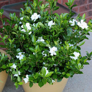 2 Piece Gardenia, Reblooming Patio Gardenia - 4" Pots