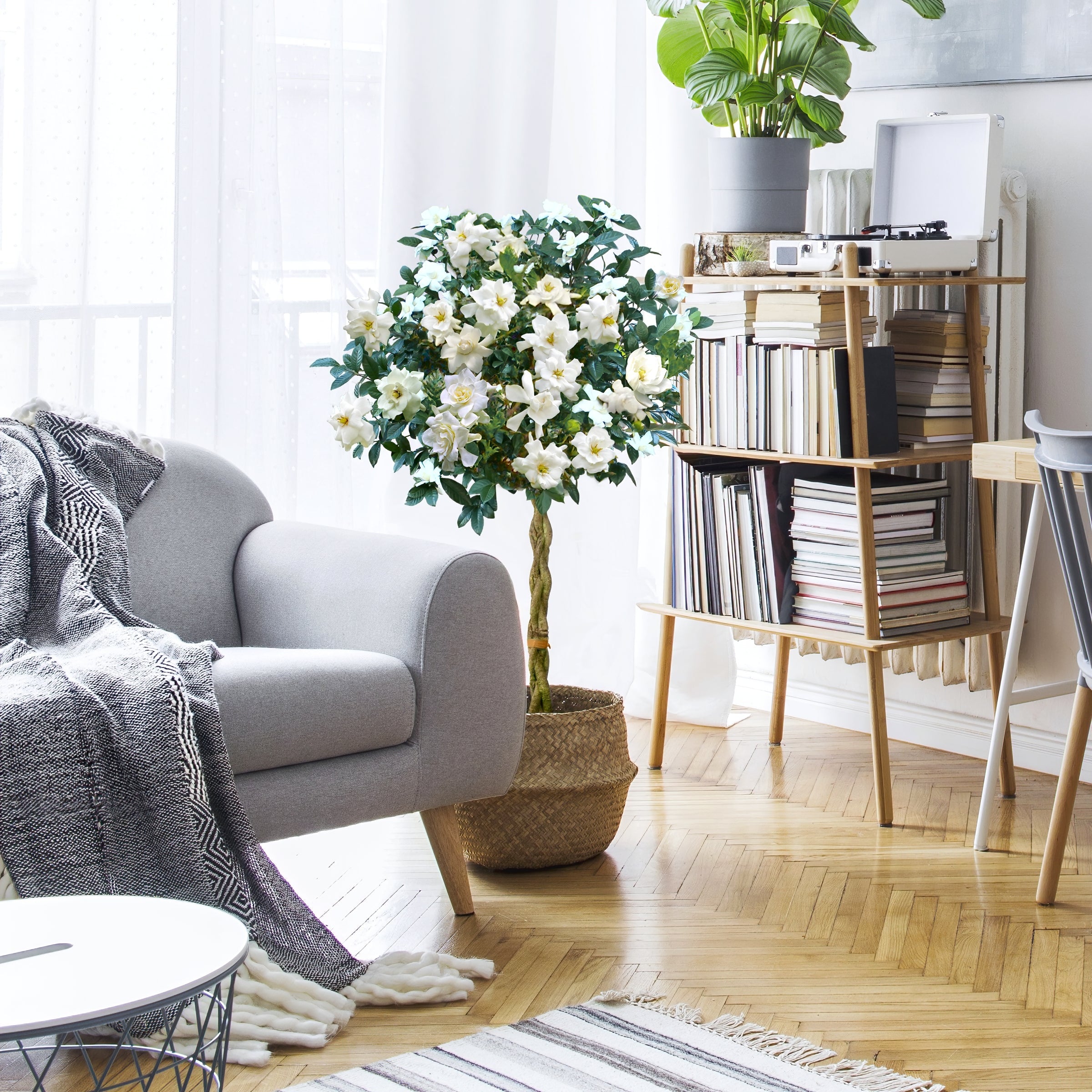 Braided 'Aimee' Gardenia Tree - 10" Pot