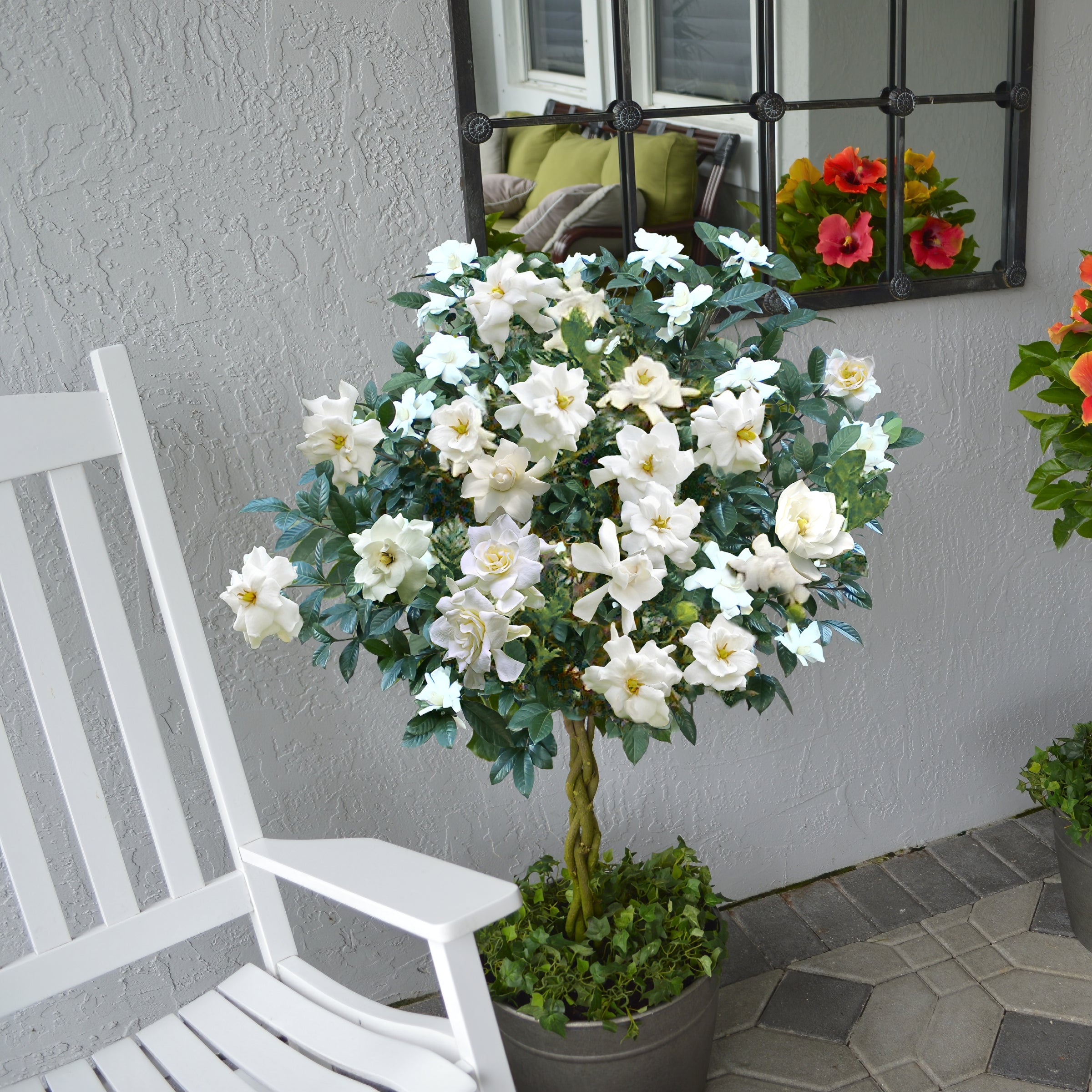 Braided 'Aimee' Gardenia Tree - 10" Pot