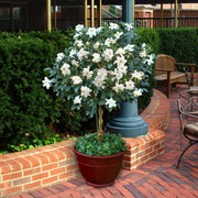 Braided 'Aimee' Gardenia Tree - 10" Pot