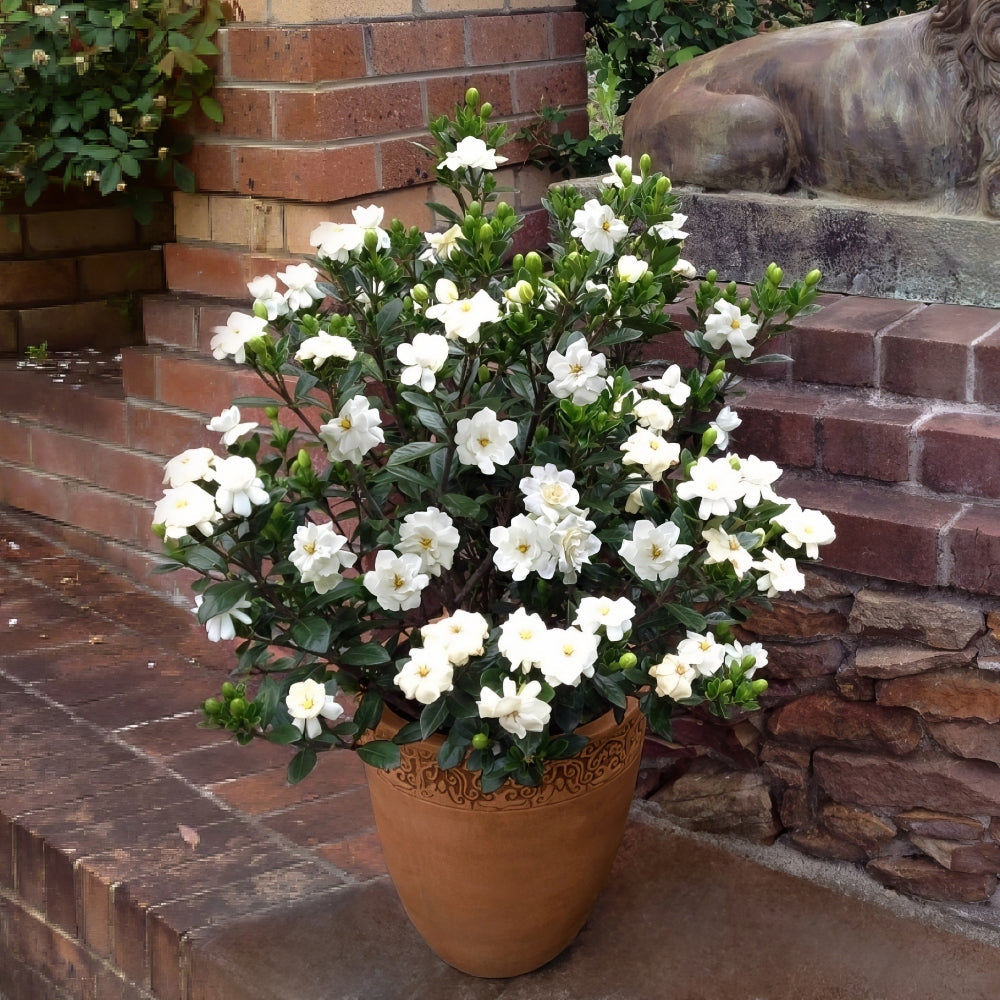 Buttons Gardenia - 4" Pot
