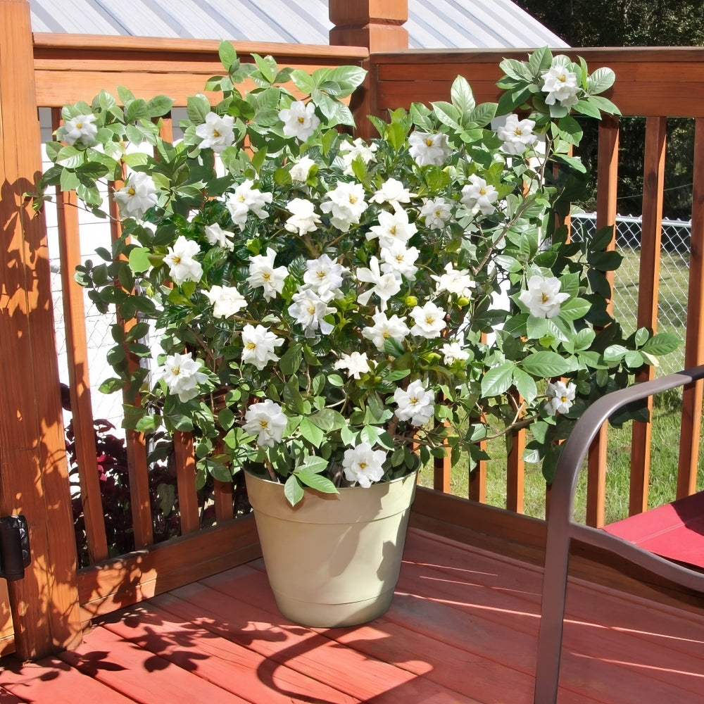 cinnamon gardenia plant Buttons Gardenia