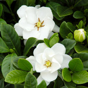 Gardenia 'Buttons' - 3 Gallon Pot (NOVEMBER PICK UP SALE)