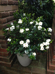 Buttons Gardenia - 3 Gallon, THE BIG PLANT SALE