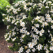 Gardenia 'Daisy' - 3 Gallon Pot