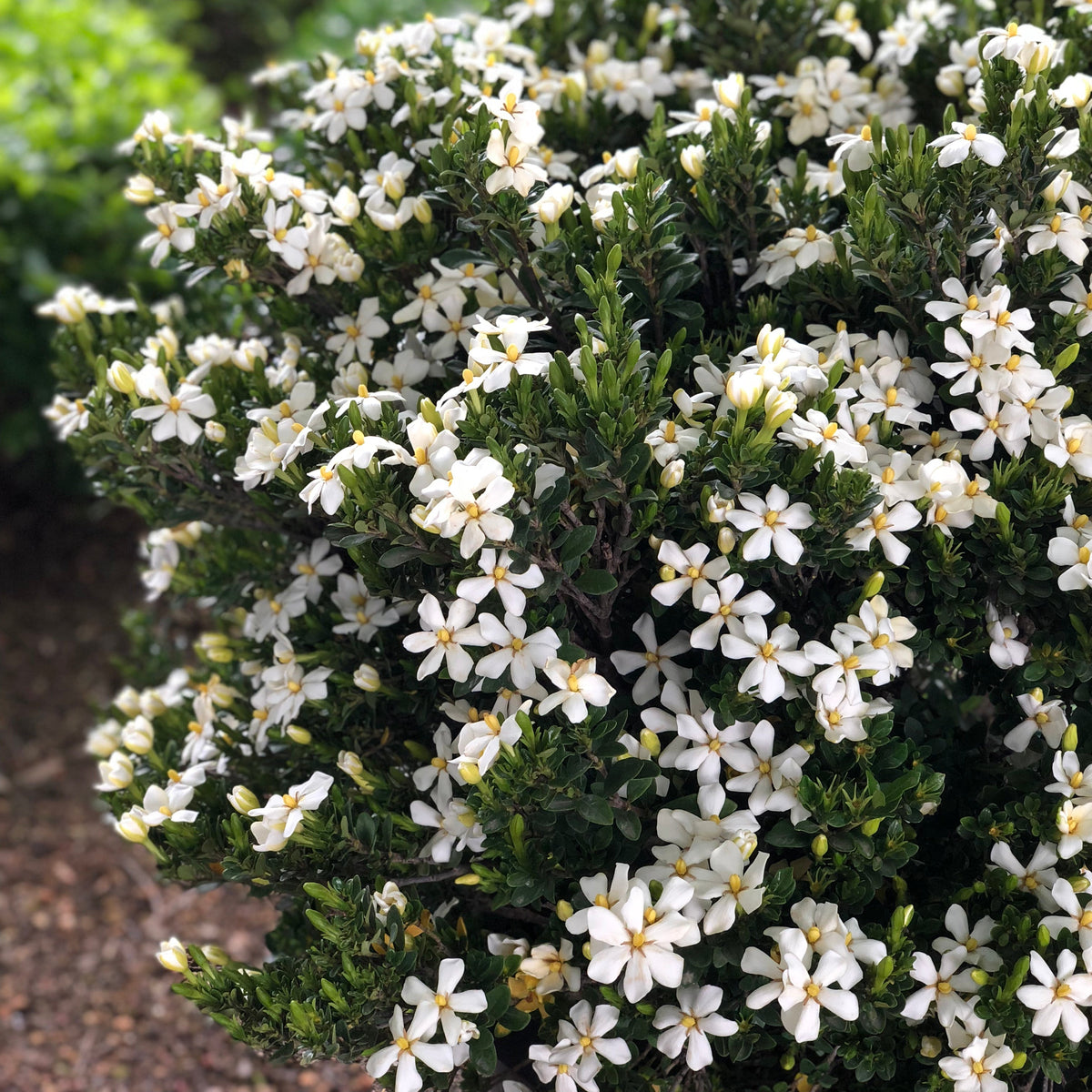 Gardenia 'Daisy' - 3 Gallon Pot