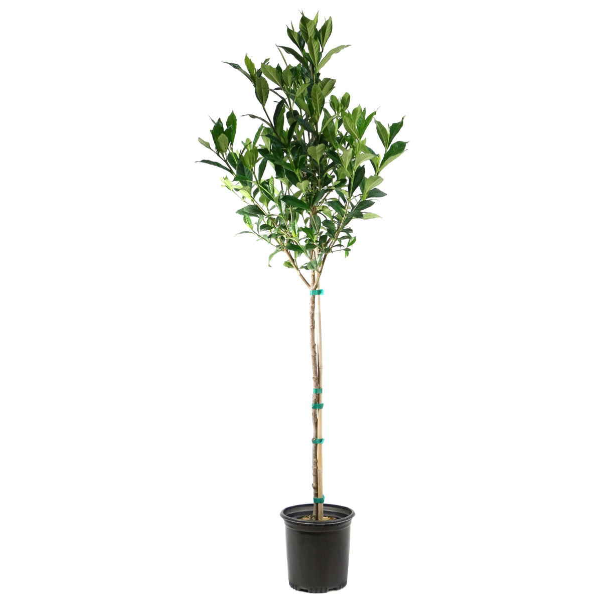 Gardenia 'Aimee' Standard Tree - 1 Gallon Pot (NOVEMBER PICK UP SALE)