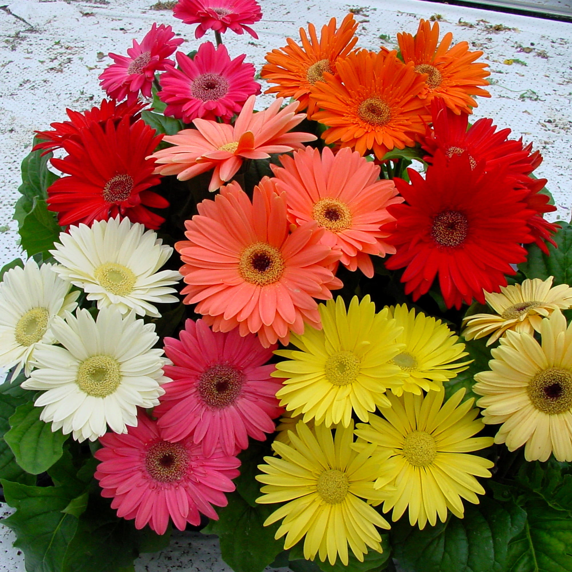 Gerbera Daisy ‘Mega Revolution Mix’  - 4" Pot