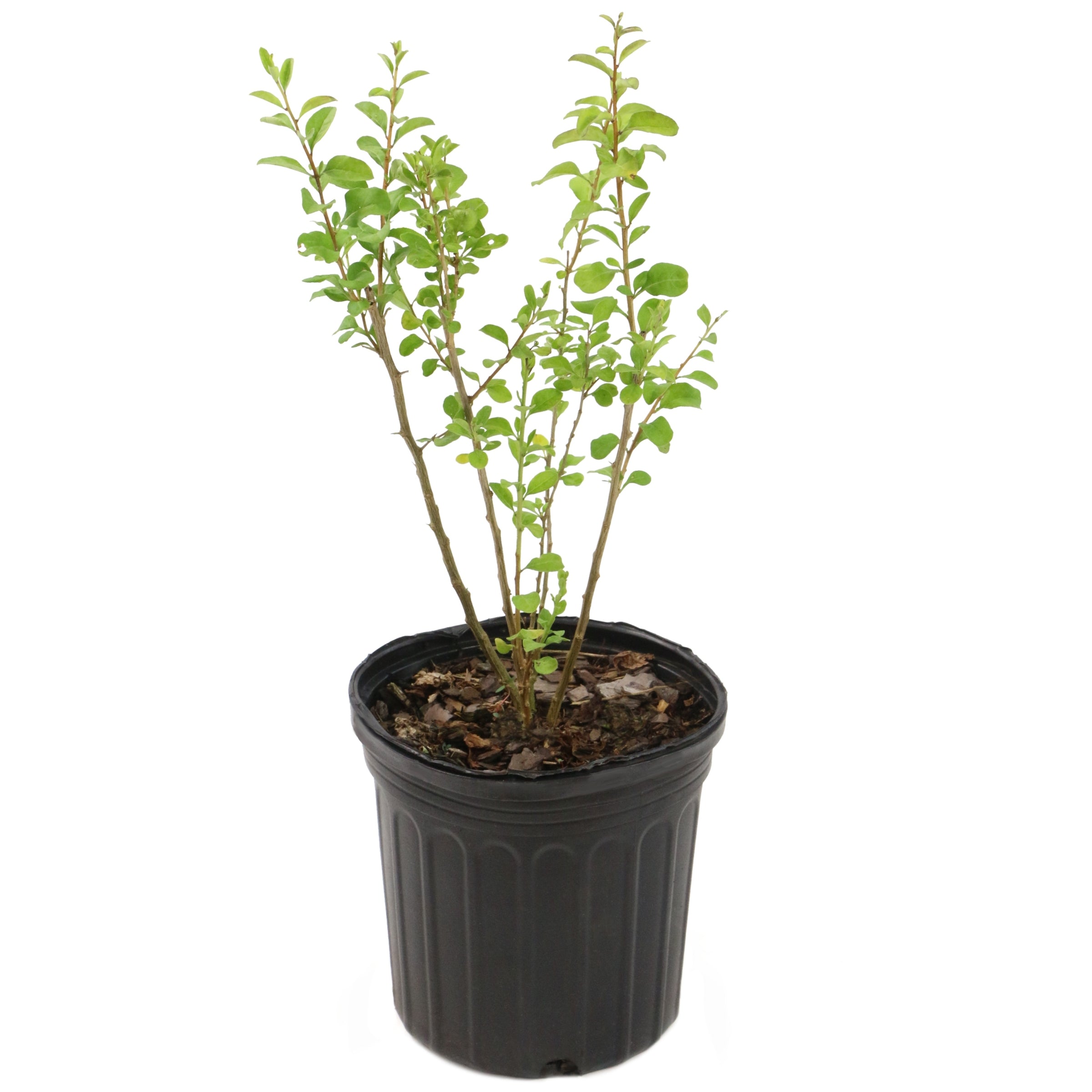 Lycium chinense Goji Berry - 1 Gallon (PICK UP ONLY)