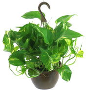 Epipremnum aureum Variegated (Green/Gold) Pothos - 10" Hanging Basket (PICK UP ONLY))