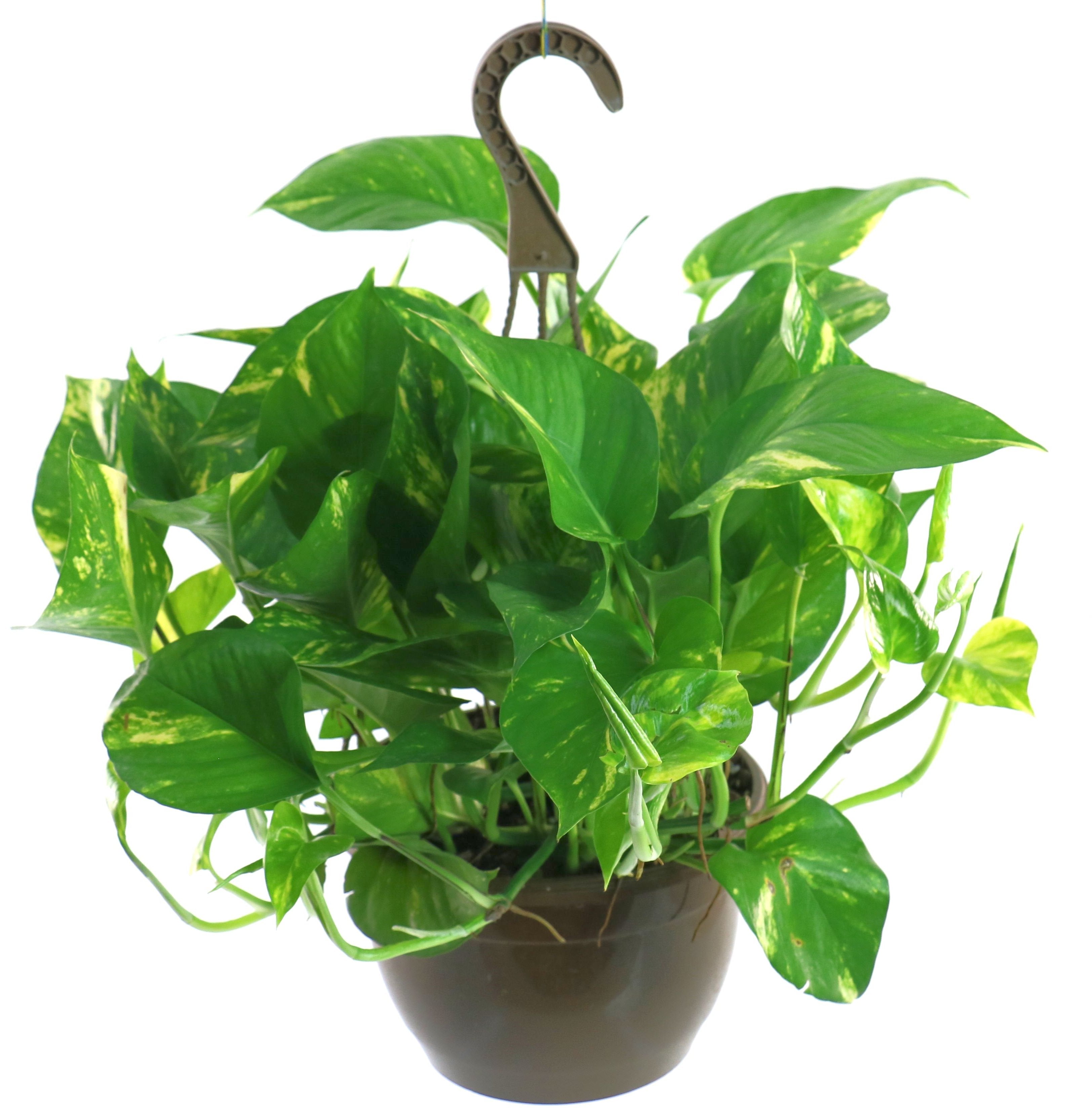 Golden Pothos - 4" Pot