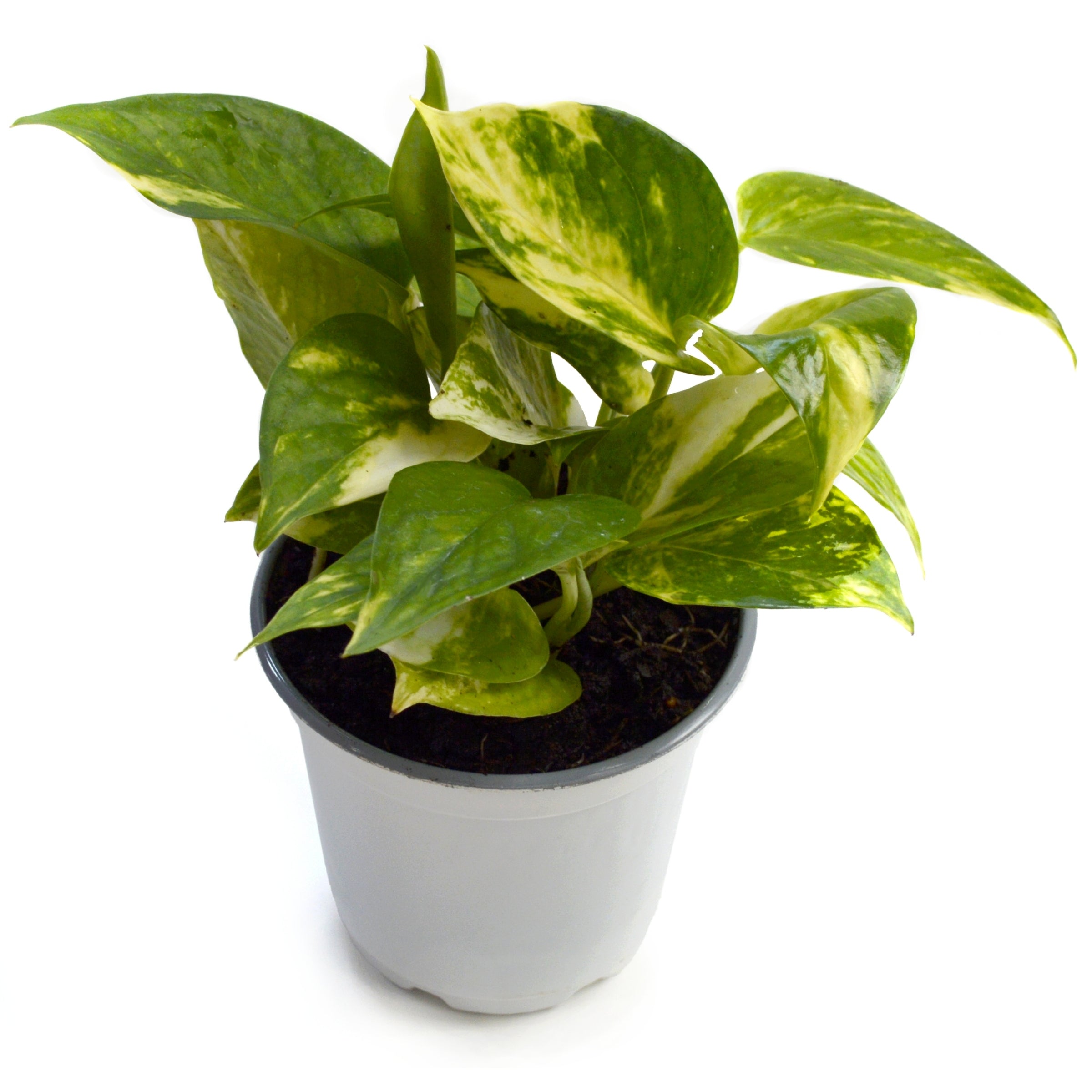 Epipremnum Green / Golden Pothos - 4" Pot