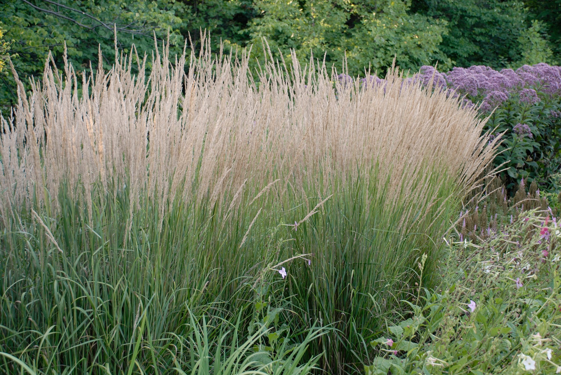 Calamagrostis x acutiflora 'Karl Foerster' - 4" Pot (PICK UP ONLY)