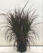 Pennisetum Rubrum - 4" Pot