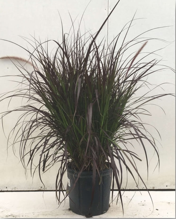 Pennisetum Rubrum - 4" Pot