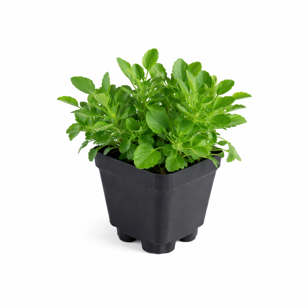 Viola hybrida Sorbet® XP Purple- 4" Pot