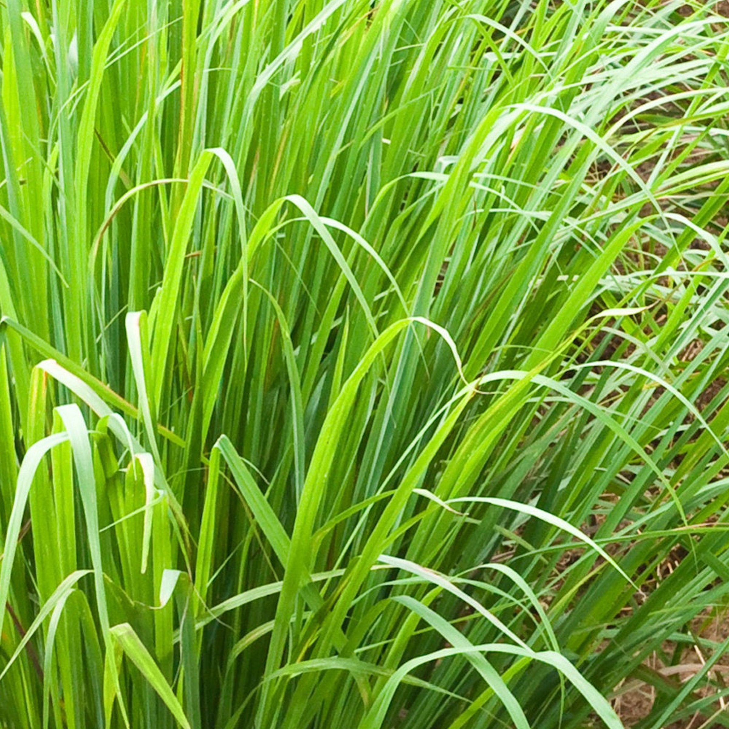Cymbopogon Lemon Grass - 1 Gallon Pot