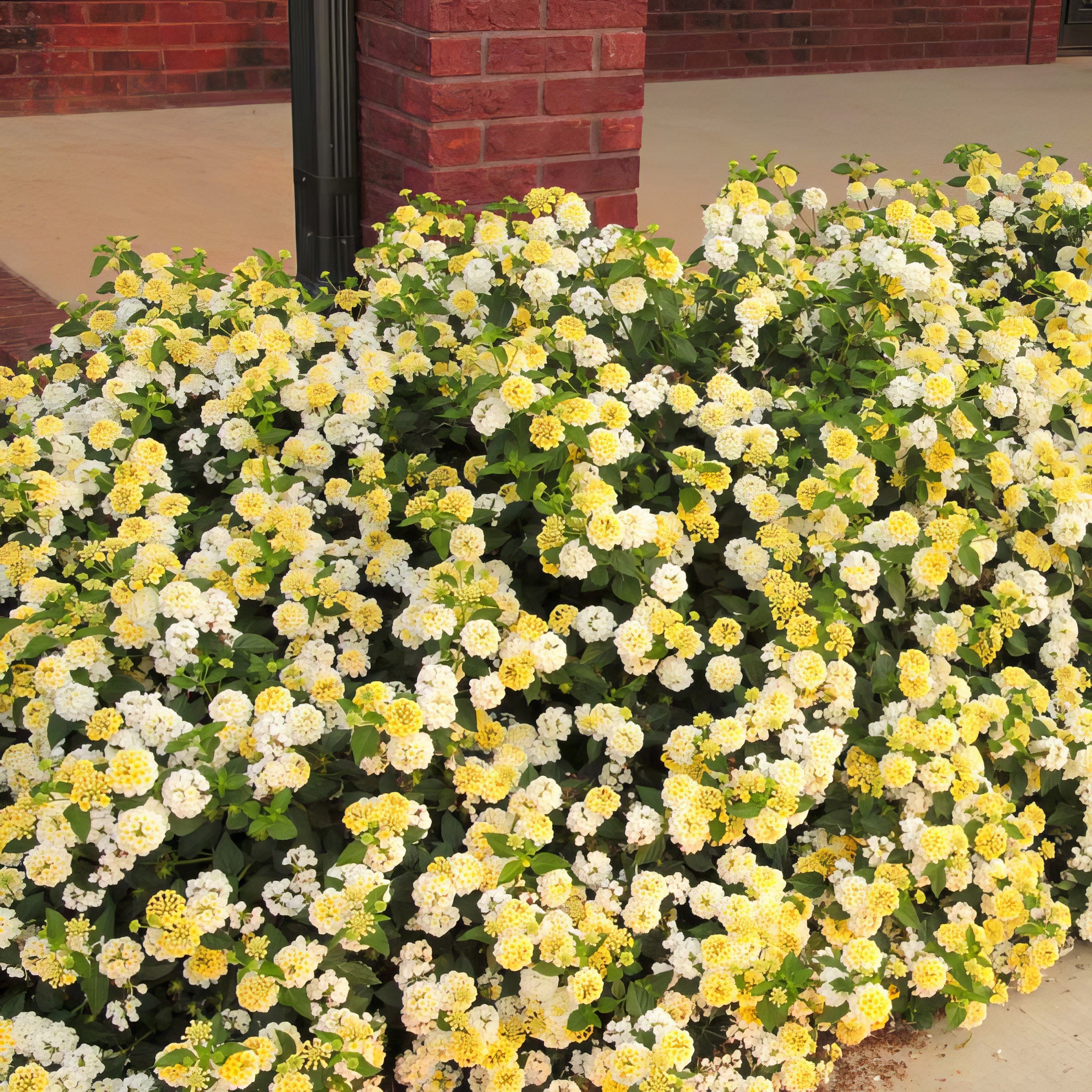 Lantana camara Shamrock™Lemon Glow - 4" Pot, SPRING PREORDER