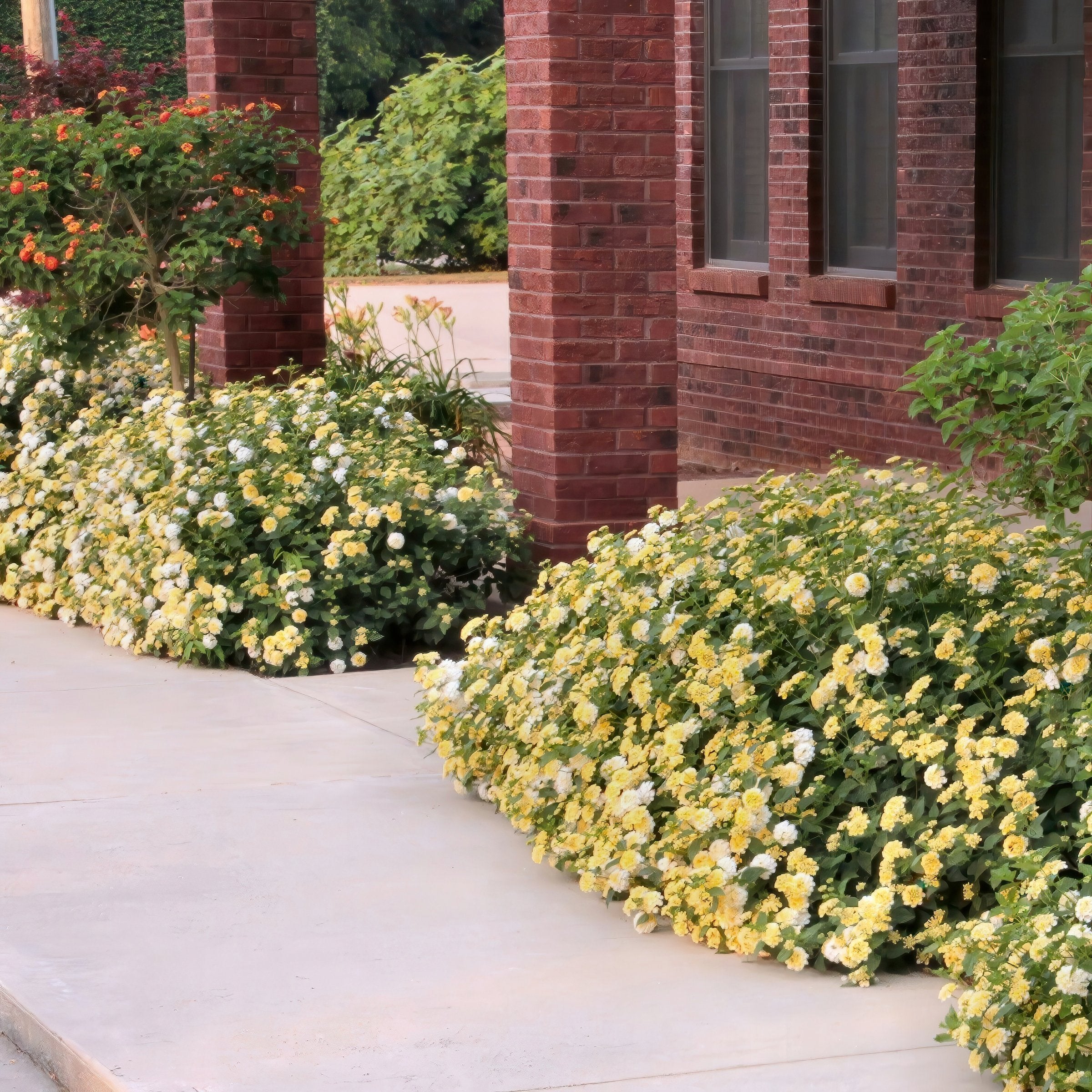 Lantana camara Shamrock™Lemon Glow - 4" Pot, SPRING PREORDER