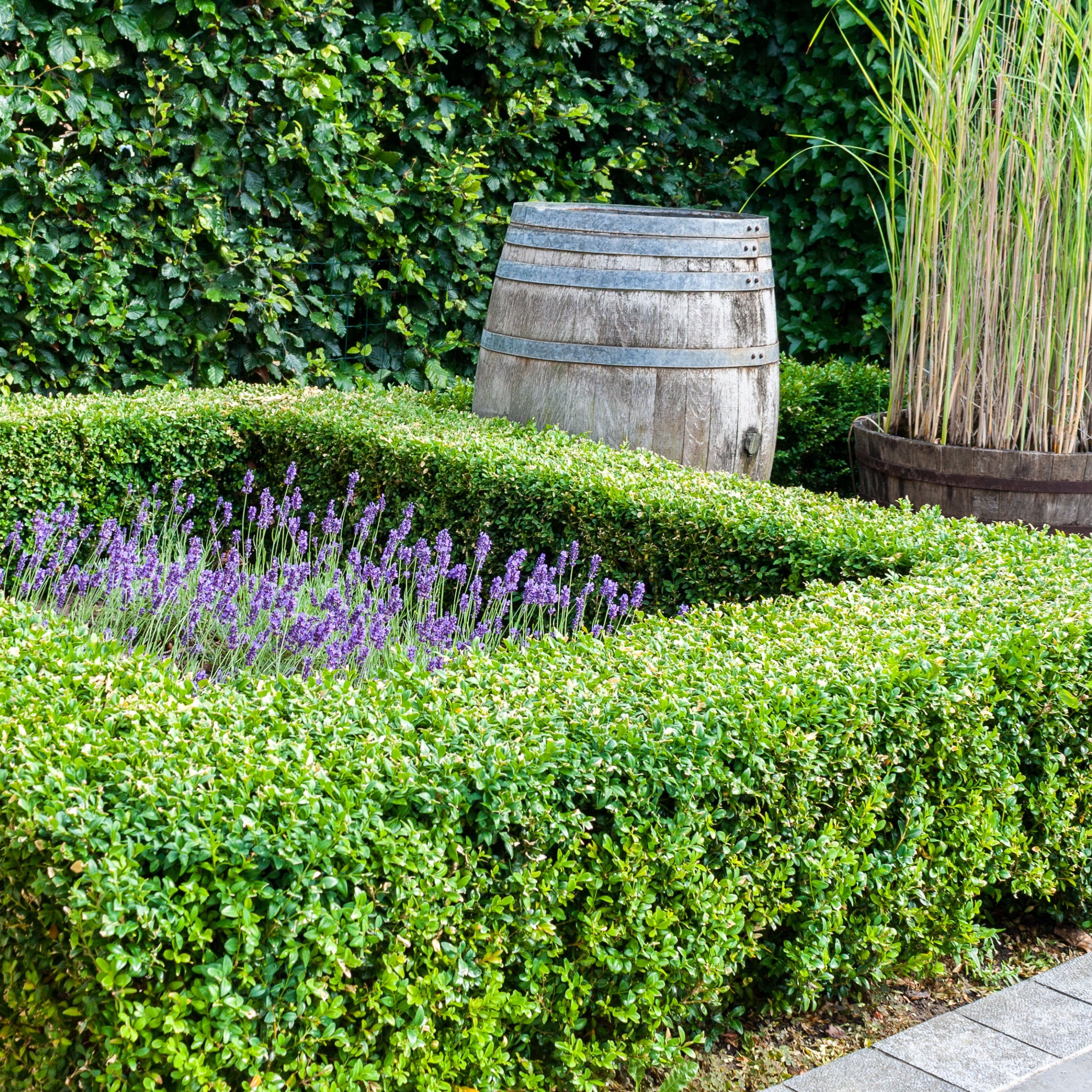 Wintergreen Boxwood - 1 Gallon Pot, SPRING PREORDER