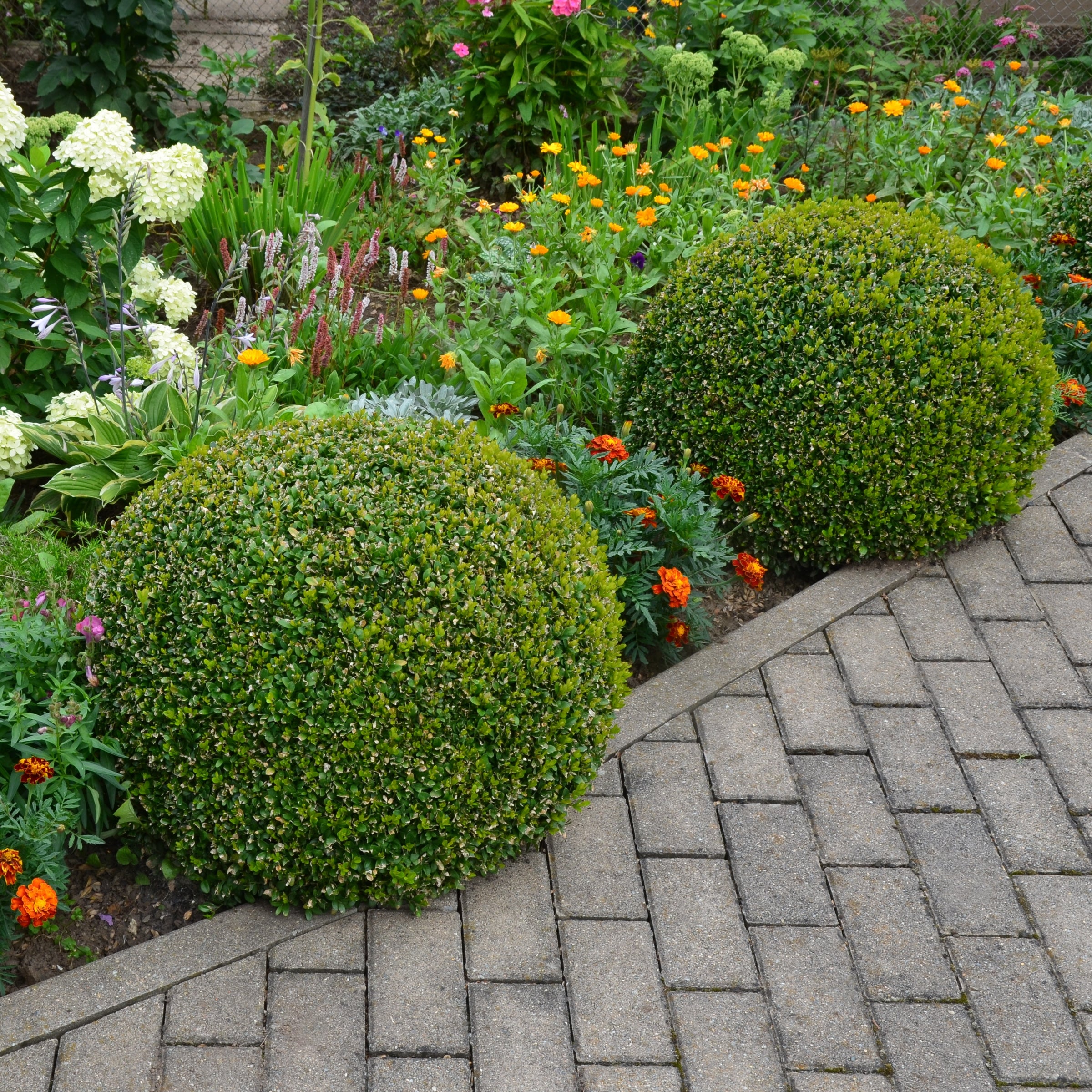 Boxwood Wintergreen - 3 Gallon Pot, THE BIG PLANT SALE