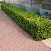 Buxus Wintergreen Boxwood - 1 Gallon Pot