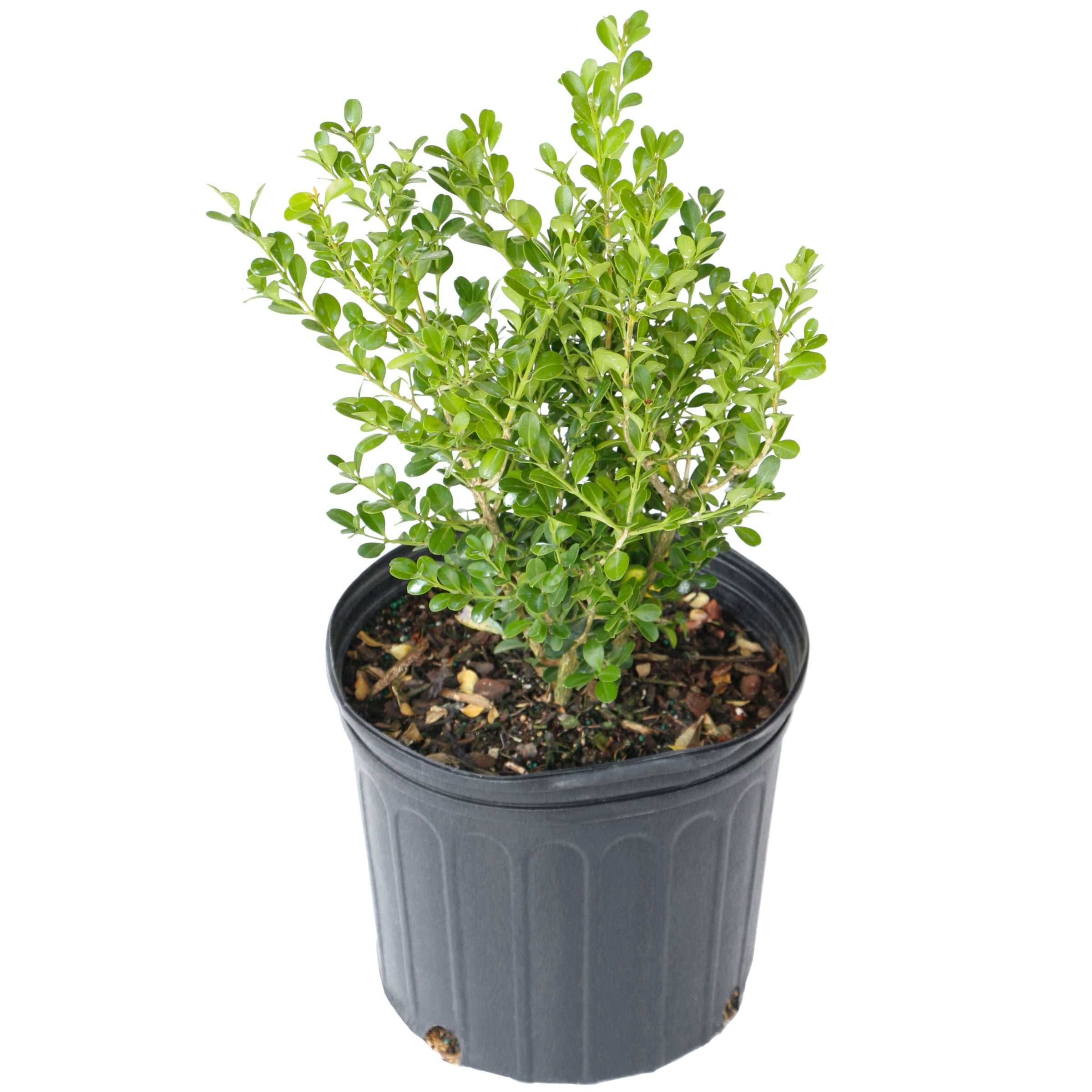 Boxwood Wintergreen - 3 Gallon Pot (PICK UP ONLY)