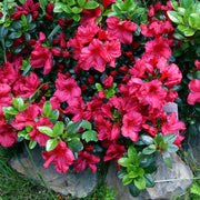 Azalea 'Johanna' - 1 Gallon Pot