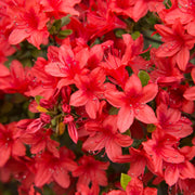 Azalea 'Stewartstonian' - 1 Gallon Pot