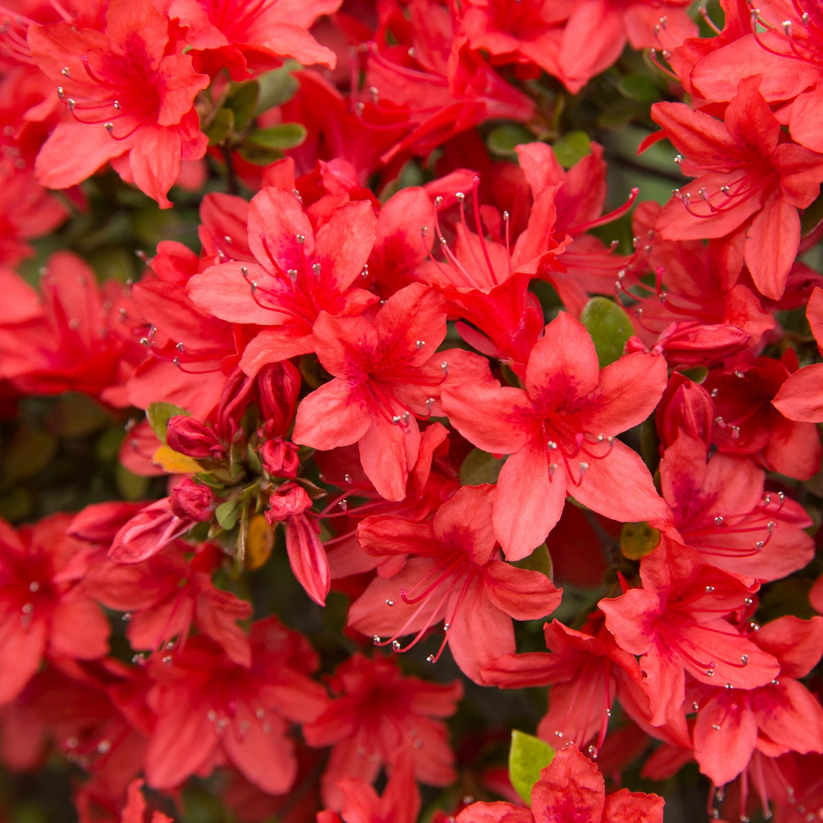 Azalea 'Stewartstonian' - 1 Gallon Pot