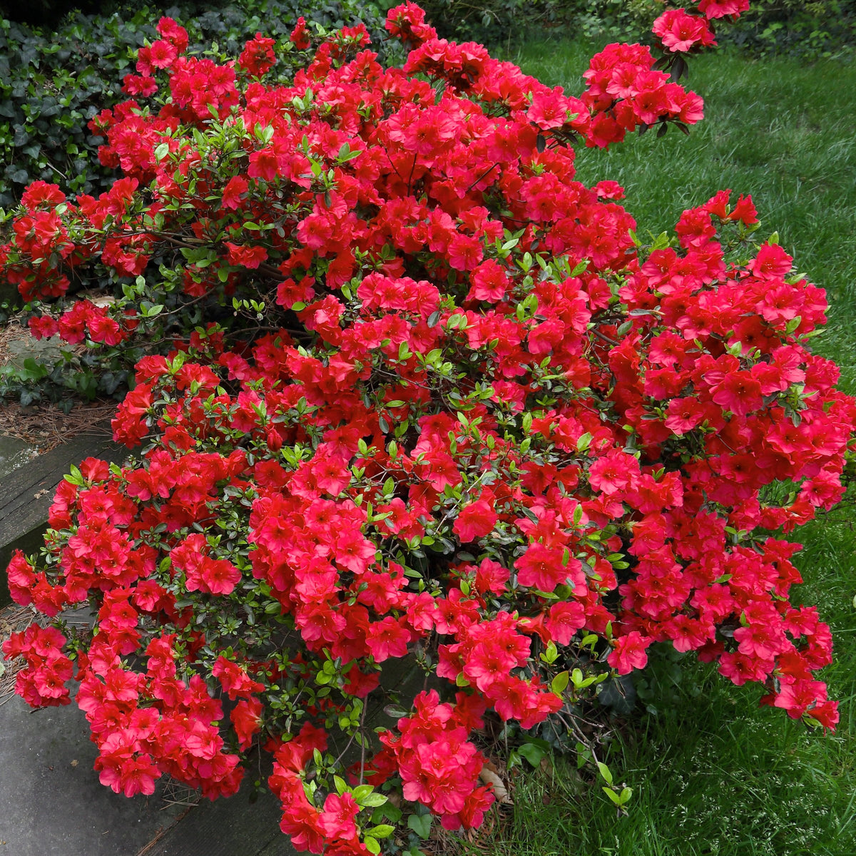 Azalea 'Stewartstonian' - 1 Gallon Pot