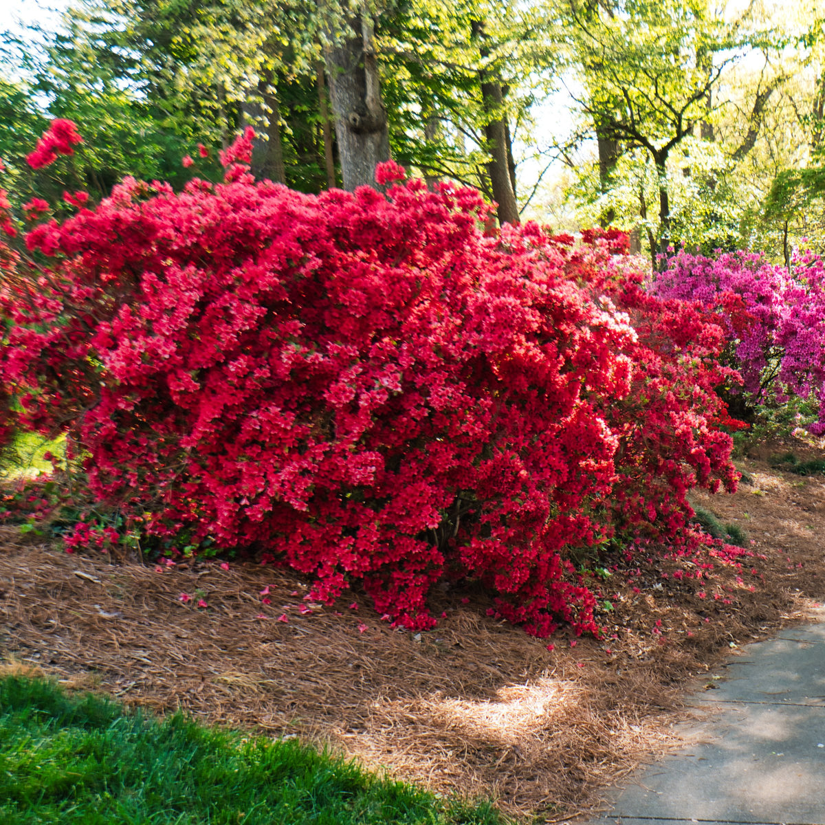 Azalea 'Stewartstonian' - 1 Gallon Pot