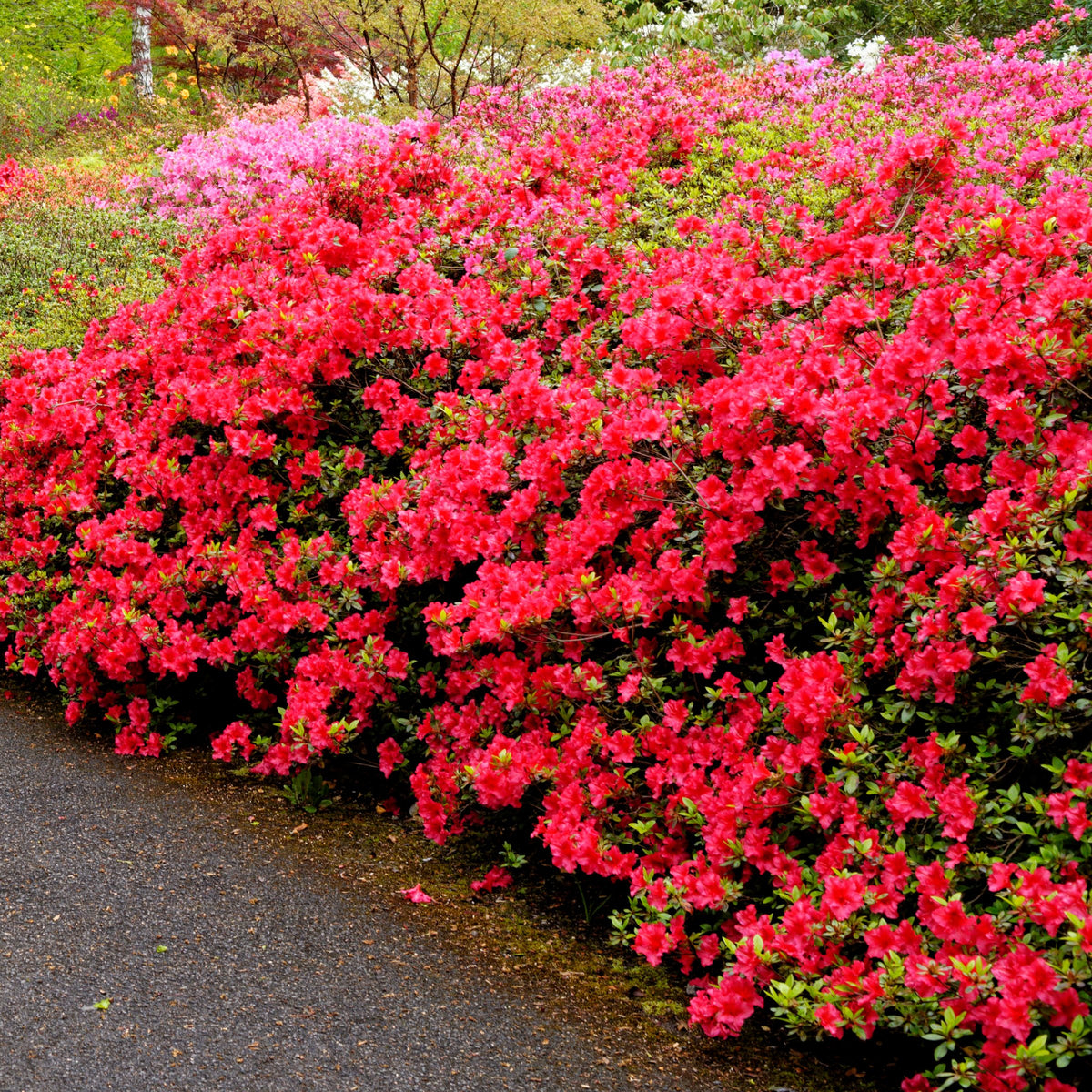 Azalea 'Stewartstonian' - 1 Gallon Pot