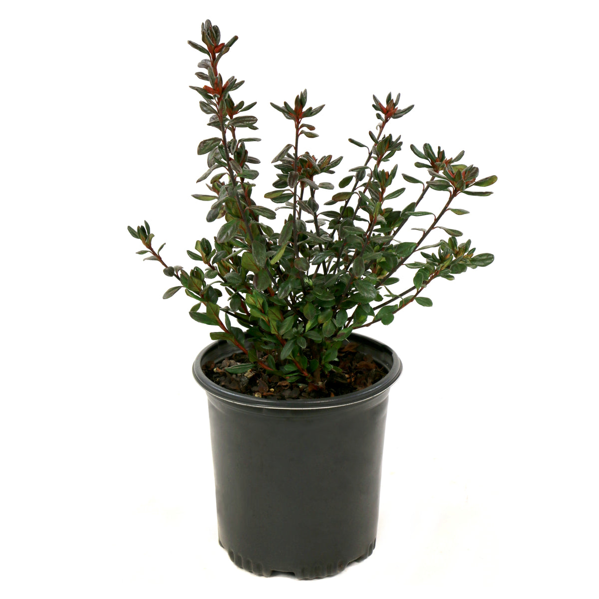 Azalea 'Stewartstonian' - 1 Gallon Pot