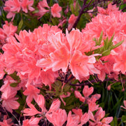 Azalea 'Blaauw's Pink' - 1 Gallon Pot