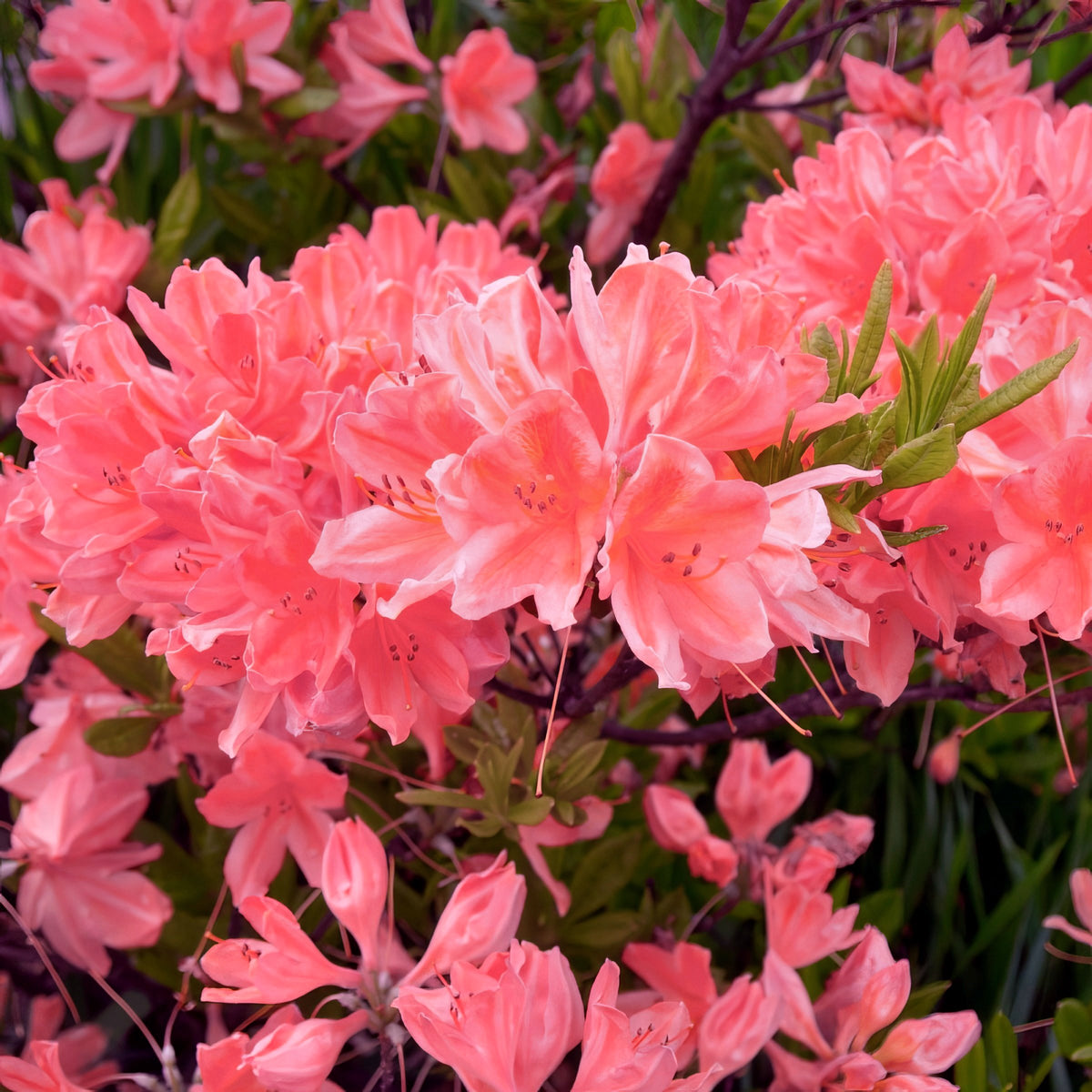 Azalea 'Blaauw's Pink' - 1 Gallon Pot