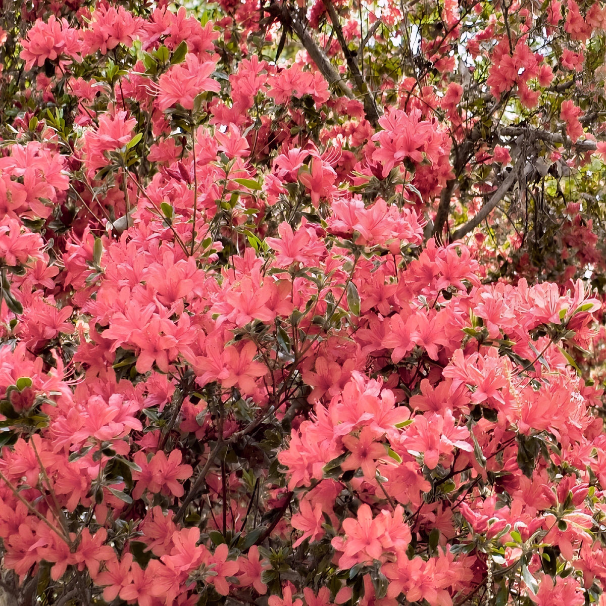 Azalea 'Blaauw's Pink' - 1 Gallon Pot