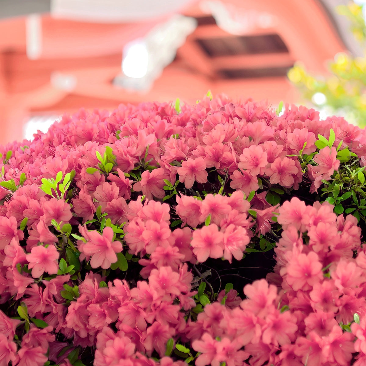 Azalea 'Blaauw's Pink' - 1 Gallon Pot