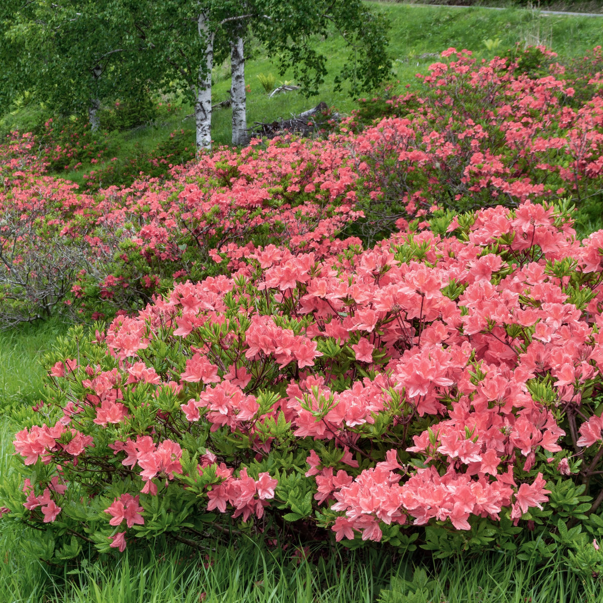 Azalea 'Blaauw's Pink' - 1 Gallon Pot