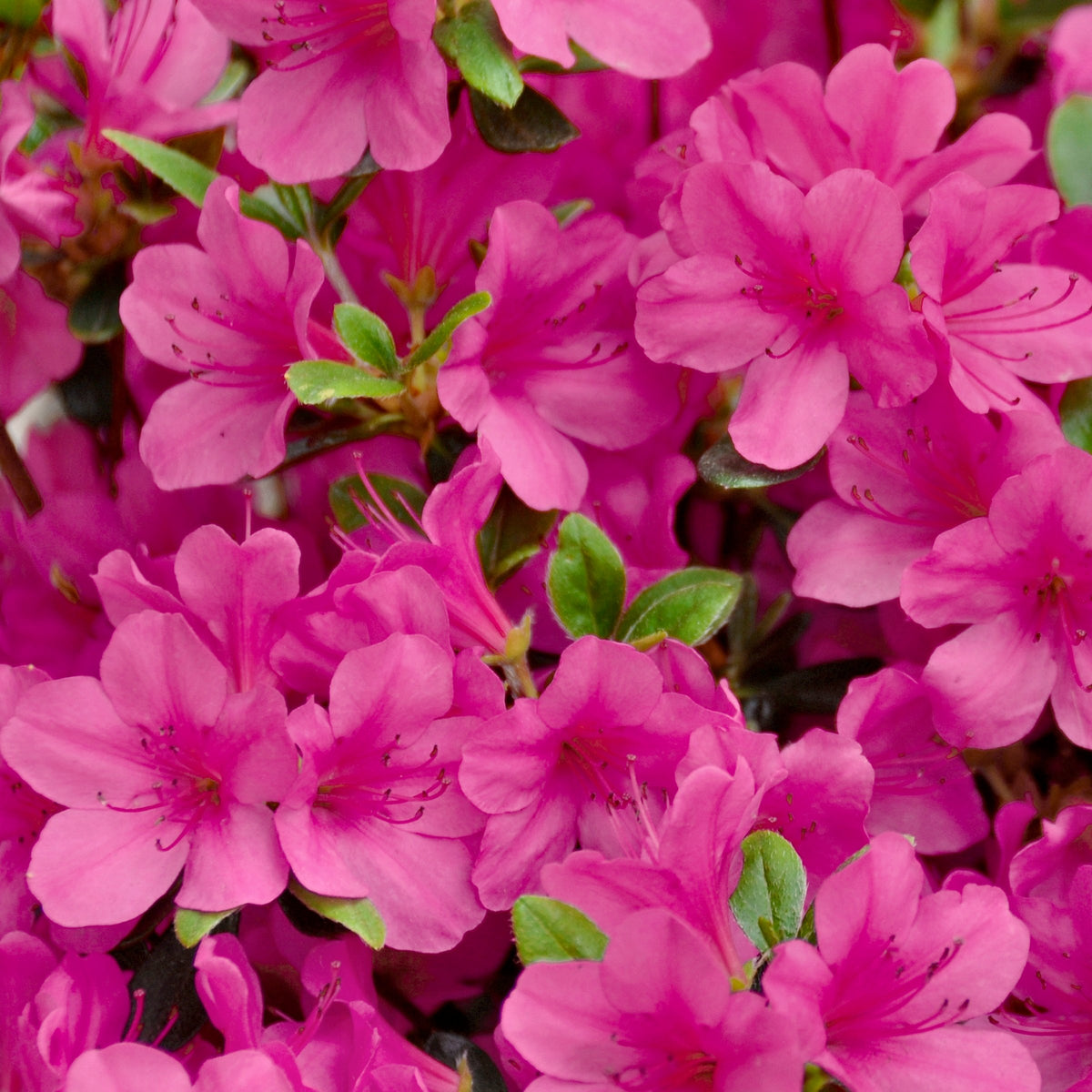 Azalea 'Rene Michelle' - 1 Gallon Pot