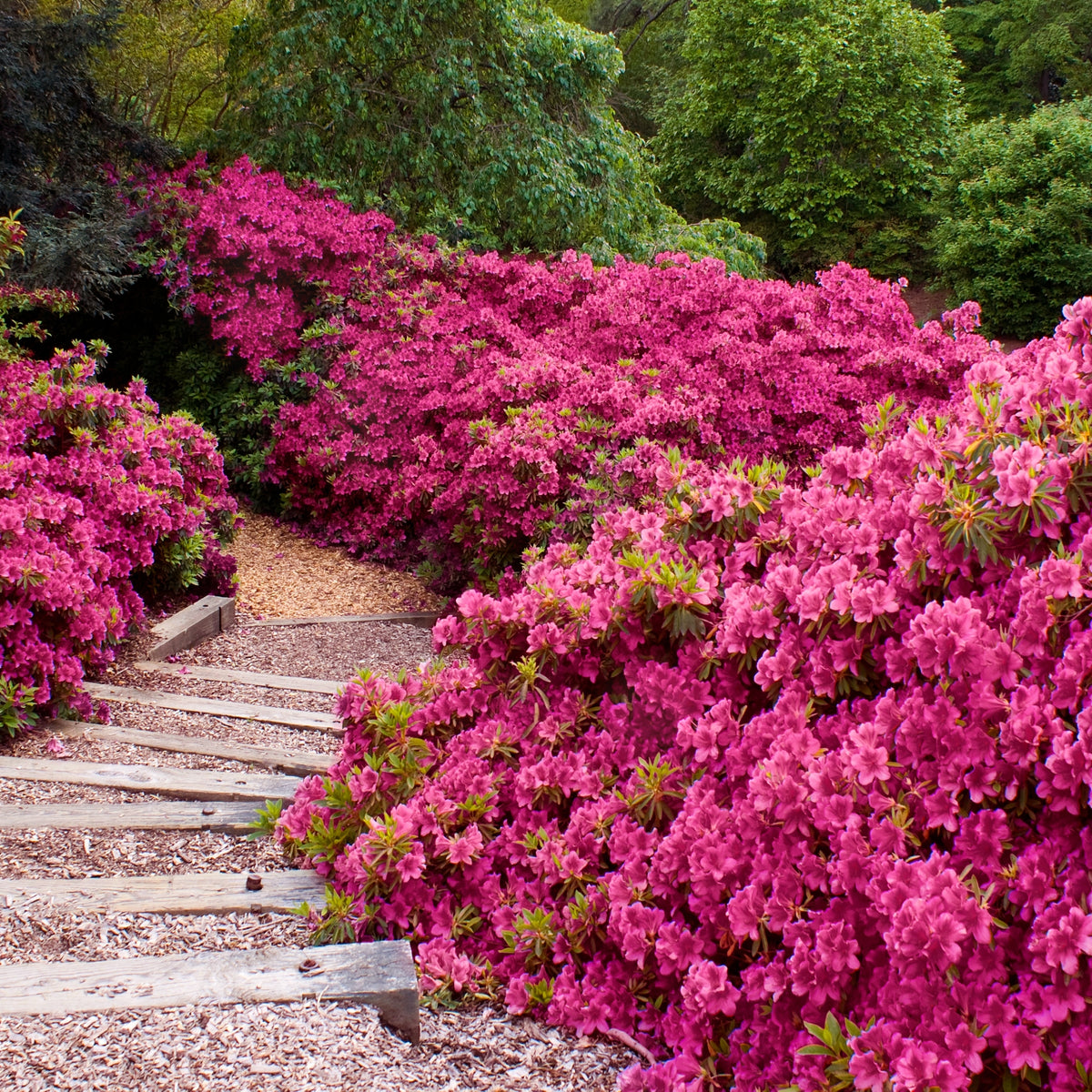 Azalea 'Rene Michelle' - 1 Gallon Pot