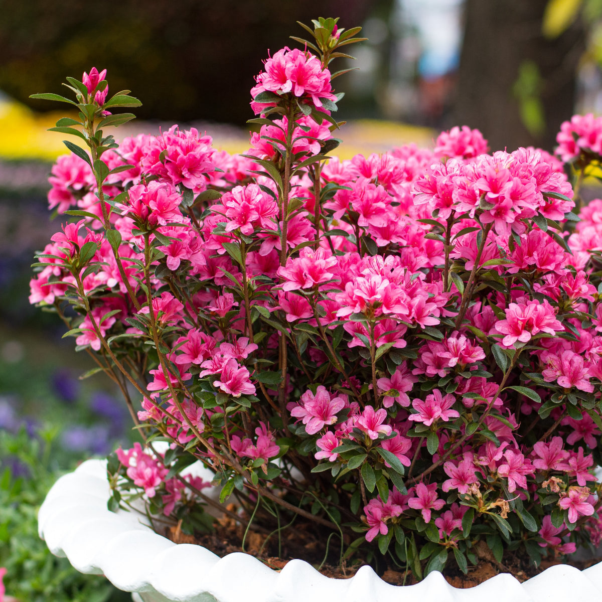 Azalea 'Rene Michelle' - 1 Gallon Pot