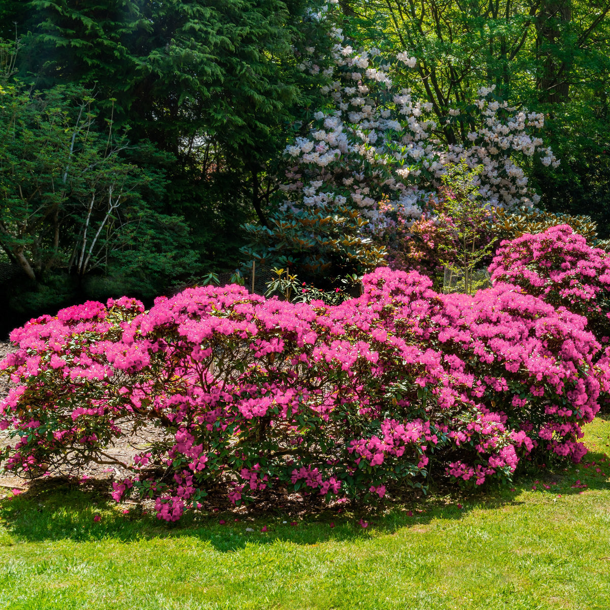 Azalea 'Rene Michelle' - 1 Gallon Pot