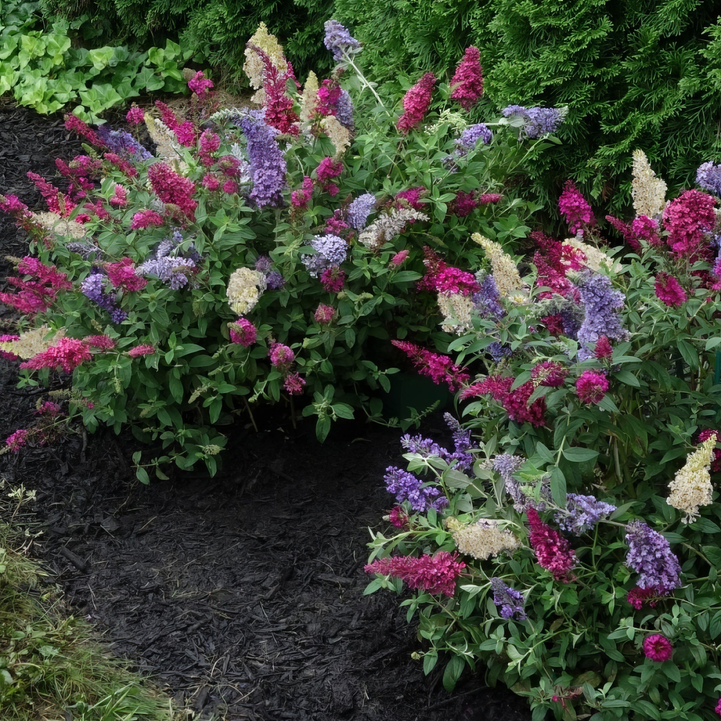 Buddleia 'Triple Treat' Butterfly Bush - 4" Pot