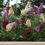 Buddleia 'Triple Treat' Butterfly Bush - 4" Pot